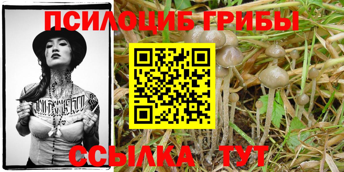 Псилоцибиновые грибы Psilocybine cubensis Озёрск